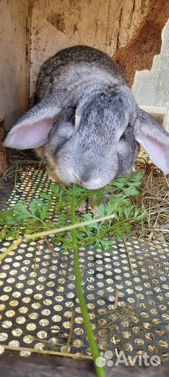 Кролики мясных пород