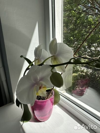 Орхидея фаленопсис