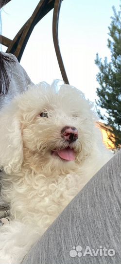 Собака пудель