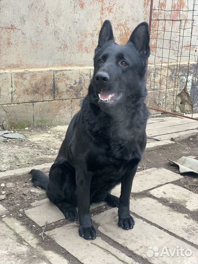 Немецкая овчарка