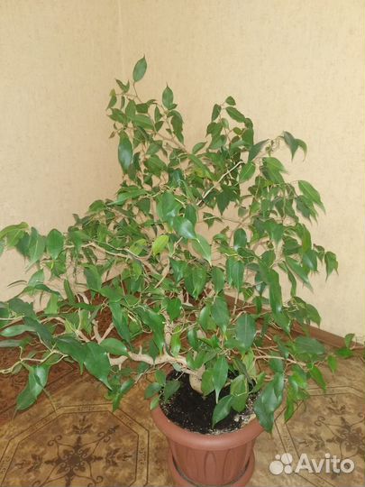 Фикус бенджамина большой