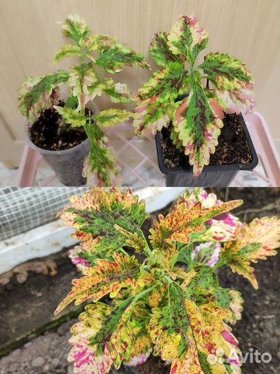 Колеусы вегетативные