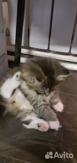 Курильский бобтейл