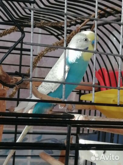 Волнистый попугай