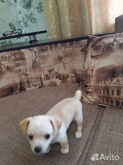 Мини той-терьер щенок