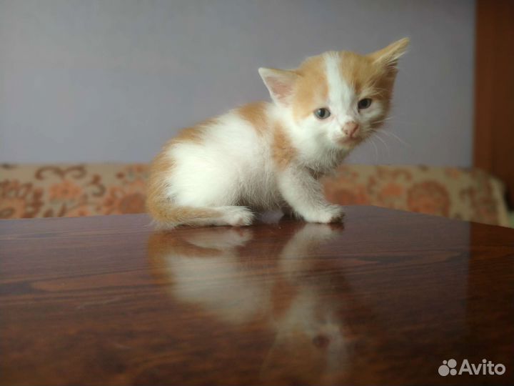 Кошка