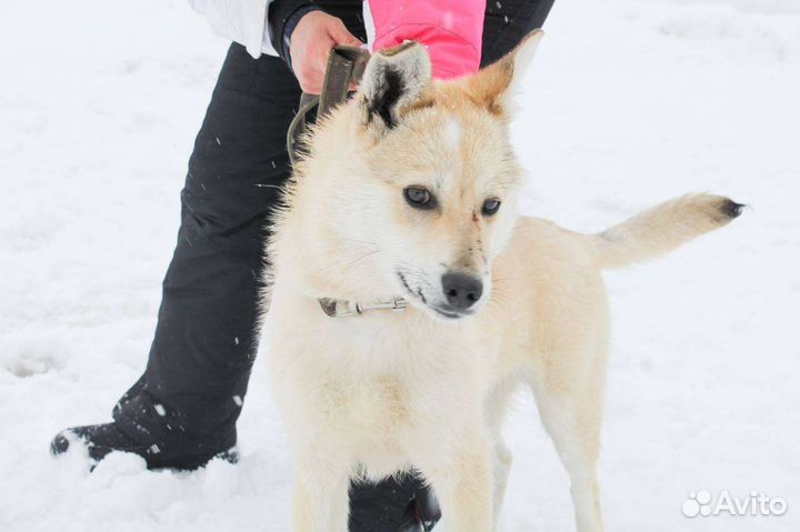 Лайка помесь в свой дом