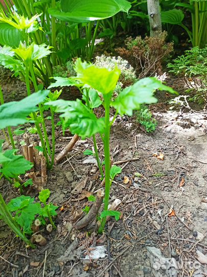 Гибискус травянистый