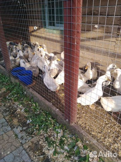 Утка оптом за 1 тыс шт всего 40 шт