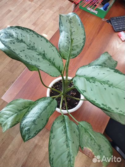 Комнатные растения цветы