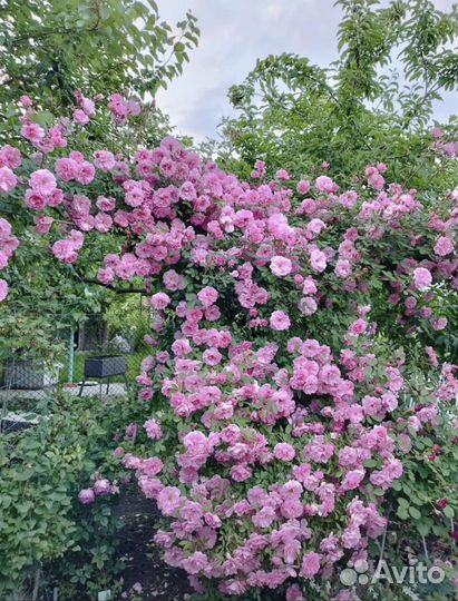 Роза канадская Джон Дэвис