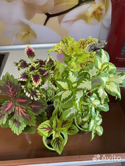 Колеусы вегетативные