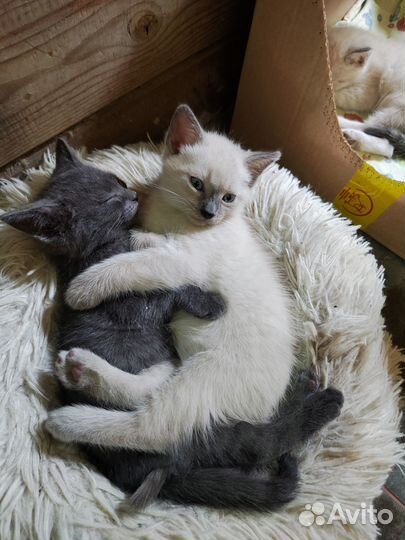 Котята ищут свой Дом