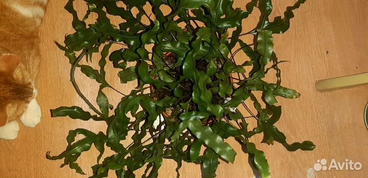 Излишки комнатных цветов