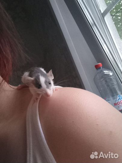 Крыски с клеткой