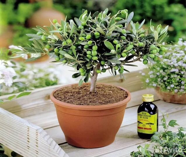 Оливковое дерево, семена