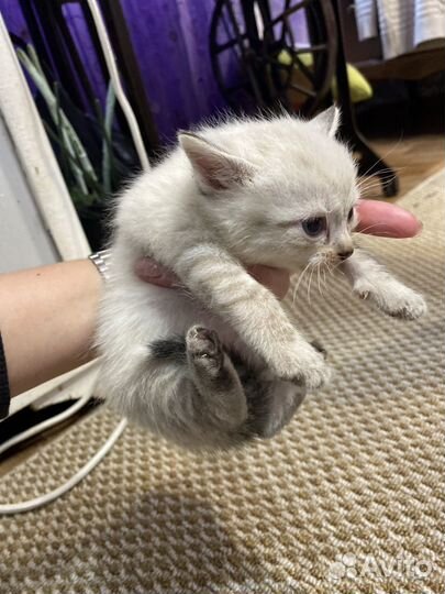 Котята без породы