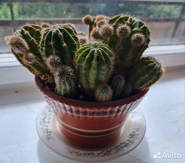 Большой Кактус ищет друзей