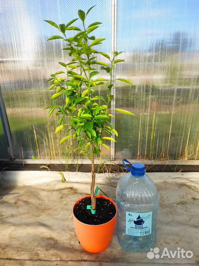 Цитрусовые растения