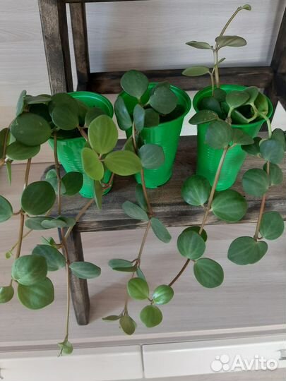 Пеперомия Тетрафилла Хоуп