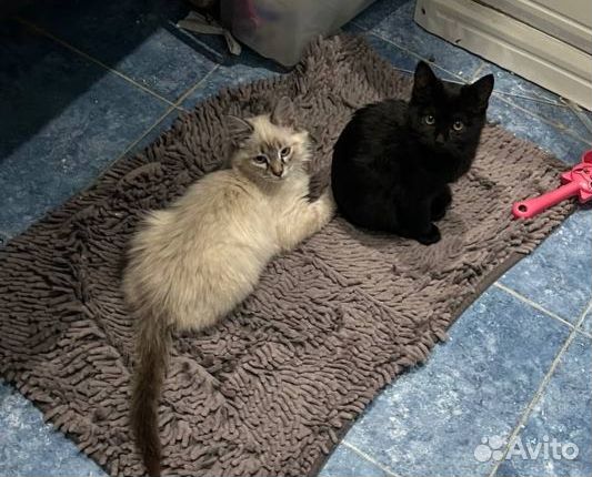 Тайская кошечка