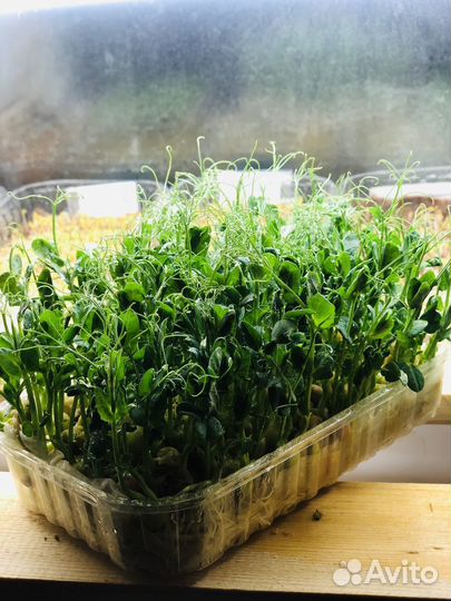 Микрозелень