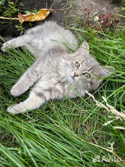 Кошки в добрые руки