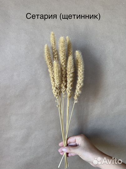 Просо Пшеница Сетария Сорго Ячмень сухоцвет