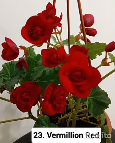 Бегонии элатиор (корневые) купить в Новокузнецке | Товары для дома и ...