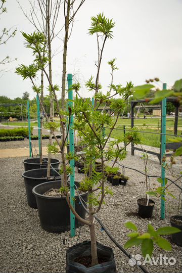 Рябина додонг