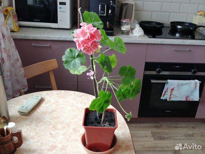 Пеларгония герань