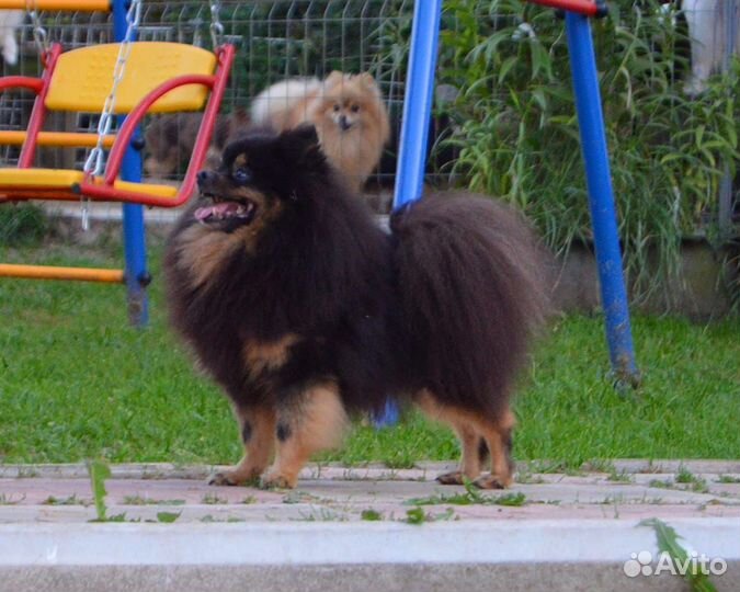 Девочки взрослые