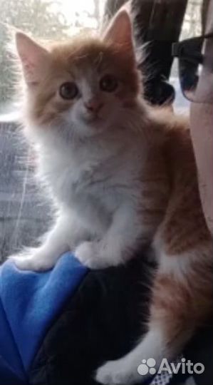 Котенок девочка в добрые руки