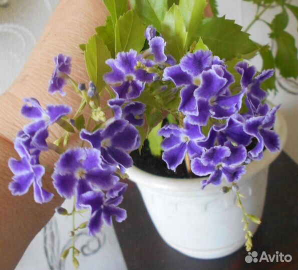 Комнатные цветы