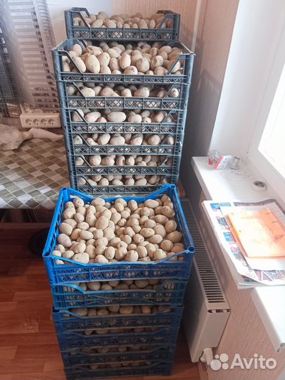 Семенной картофель