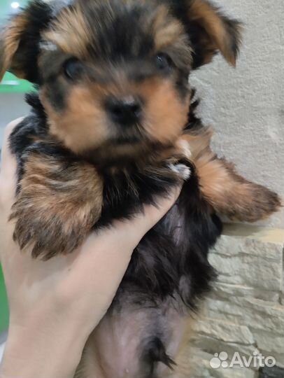 Йоркширский терьер