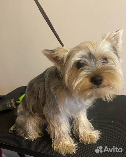 Грумер, стрижка домашних животных