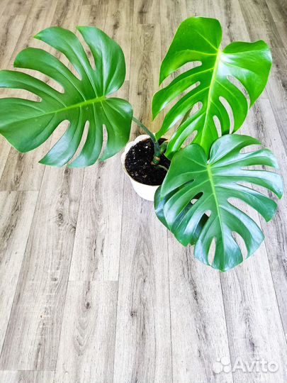 В горшке Монстера,бамбук счастья, гибискус, фикус