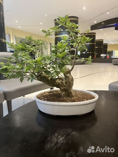 Бонсай бугенвиллия с кубы