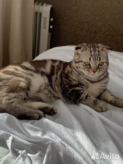 Шотландский кот вязка