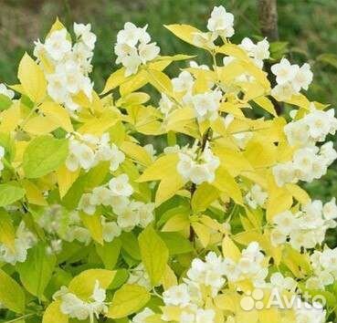 Саженцы желтолистного жасмина Ауреа