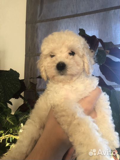 Щенки той пуделя девочка