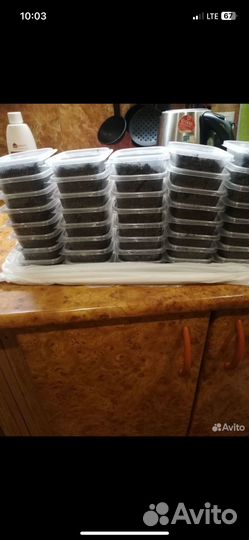 Червь дендробена