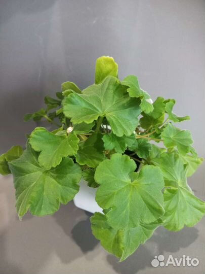 Пеларгония герань юв Анна Австрийская