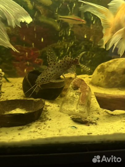 Аквариум 450 литров