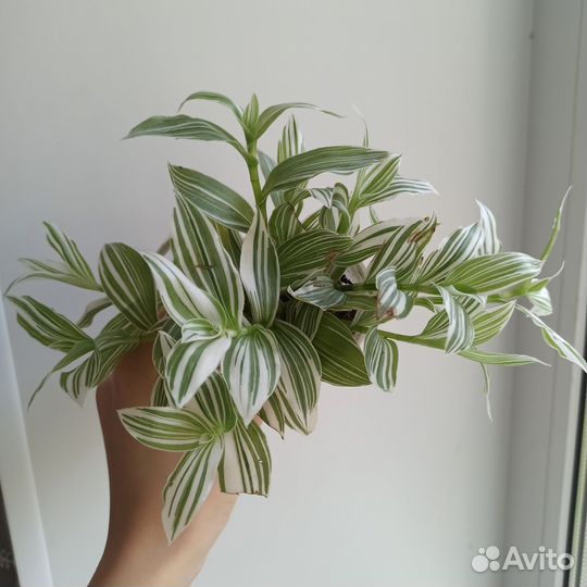 Шесть традесканций в одни руки