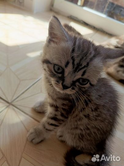 Британские котята