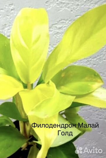 Филодендроны
