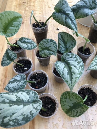 Сциндапсус пиктус треби экзотика