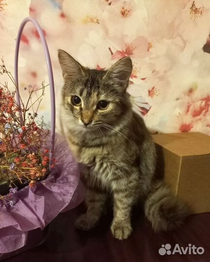 Кошка в дар